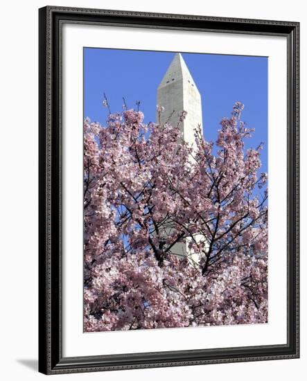 The Blossoms are Almost in Full Bloom on the Cherry Trees at the Tidal Basin-null-Framed Photographic Print