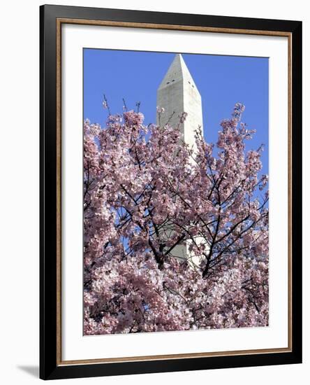 The Blossoms are Almost in Full Bloom on the Cherry Trees at the Tidal Basin-null-Framed Photographic Print