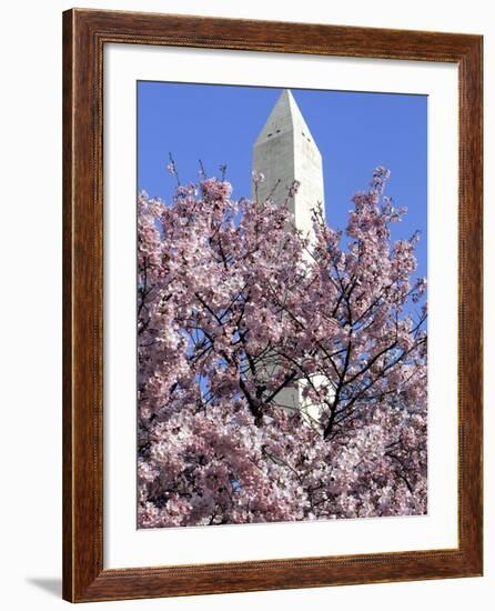 The Blossoms are Almost in Full Bloom on the Cherry Trees at the Tidal Basin-null-Framed Photographic Print