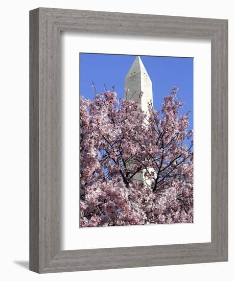 The Blossoms are Almost in Full Bloom on the Cherry Trees at the Tidal Basin-null-Framed Photographic Print