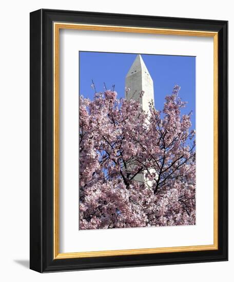 The Blossoms are Almost in Full Bloom on the Cherry Trees at the Tidal Basin-null-Framed Photographic Print