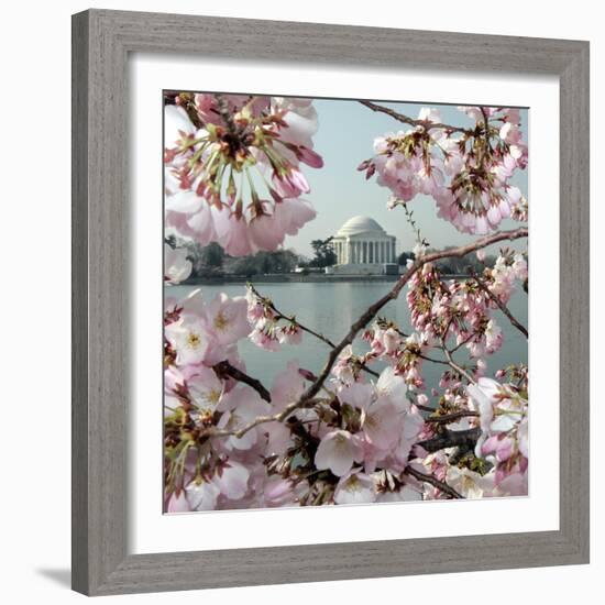 The Blossoms are Almost in Full Bloom on the Cherry Trees-null-Framed Photographic Print