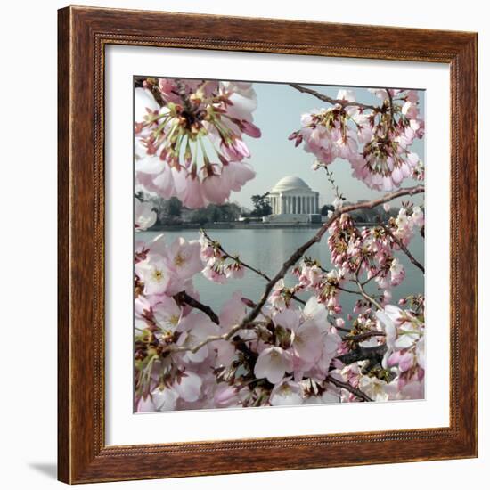 The Blossoms are Almost in Full Bloom on the Cherry Trees-null-Framed Photographic Print