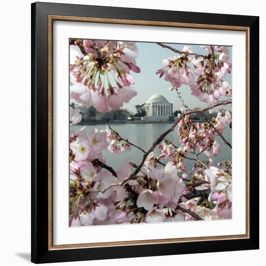 The Blossoms are Almost in Full Bloom on the Cherry Trees-null-Framed Photographic Print