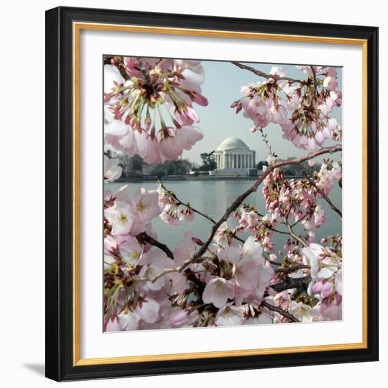 The Blossoms are Almost in Full Bloom on the Cherry Trees-null-Framed Photographic Print