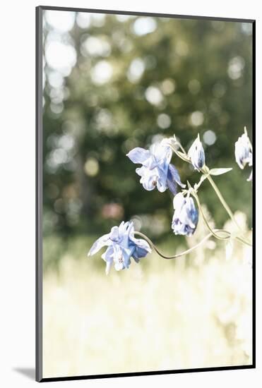 The Blossoms of the Aquilegia Aquilegia-Petra Daisenberger-Mounted Photographic Print