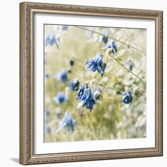 The Blossoms of the Aquilegia Aquilegia-Petra Daisenberger-Framed Photographic Print