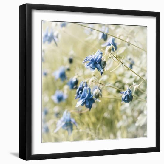 The Blossoms of the Aquilegia Aquilegia-Petra Daisenberger-Framed Photographic Print