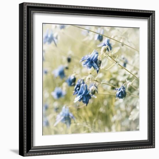 The Blossoms of the Aquilegia Aquilegia-Petra Daisenberger-Framed Photographic Print