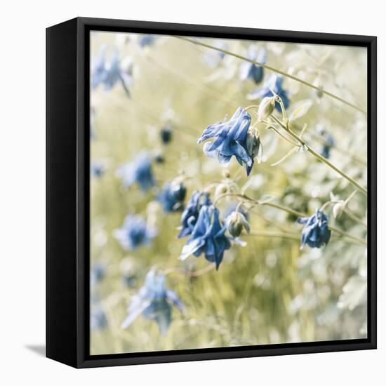 The Blossoms of the Aquilegia Aquilegia-Petra Daisenberger-Framed Premier Image Canvas