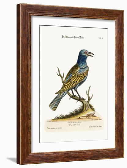 The Blue and Green Daw, 1749-73-George Edwards-Framed Giclee Print