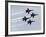 The Blue Angels-Stocktrek Images-Framed Photographic Print