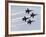 The Blue Angels-Stocktrek Images-Framed Photographic Print