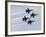 The Blue Angels-Stocktrek Images-Framed Photographic Print