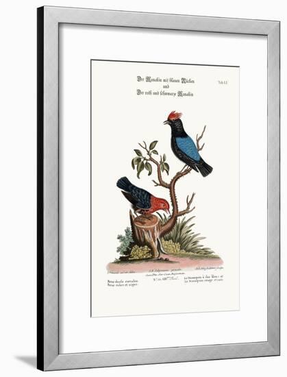 The Blue-Backed Manakin, and the Red and Black Manakin, 1749-73-George Edwards-Framed Giclee Print