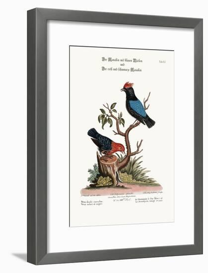 The Blue-Backed Manakin, and the Red and Black Manakin, 1749-73-George Edwards-Framed Giclee Print