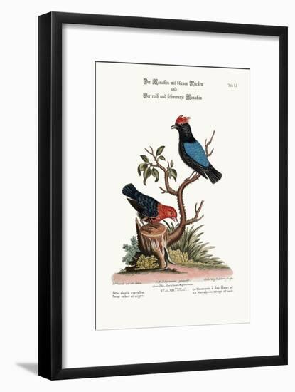 The Blue-Backed Manakin, and the Red and Black Manakin, 1749-73-George Edwards-Framed Giclee Print