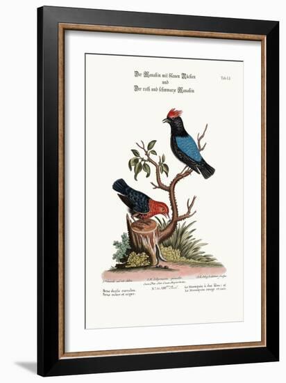 The Blue-Backed Manakin, and the Red and Black Manakin, 1749-73-George Edwards-Framed Giclee Print