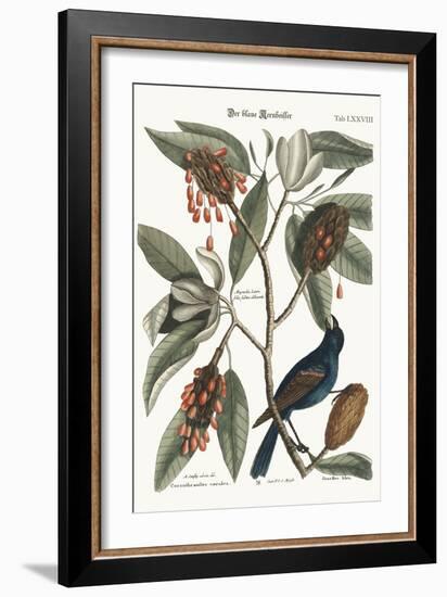 The Blue Gross-Beak, 1749-73-Mark Catesby-Framed Giclee Print