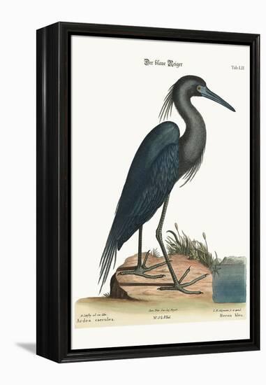 The Blue Heron, 1749-73-Mark Catesby-Framed Premier Image Canvas