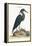 The Blue Heron, 1749-73-Mark Catesby-Framed Premier Image Canvas