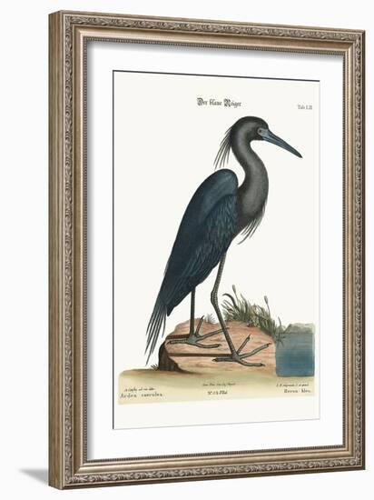 The Blue Heron, 1749-73-Mark Catesby-Framed Giclee Print