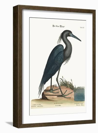 The Blue Heron, 1749-73-Mark Catesby-Framed Giclee Print