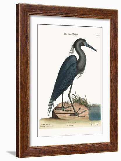 The Blue Heron, 1749-73-Mark Catesby-Framed Giclee Print