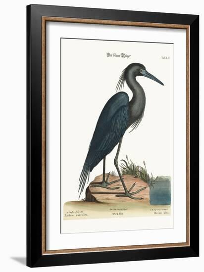 The Blue Heron, 1749-73-Mark Catesby-Framed Giclee Print