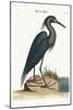 The Blue Heron, 1749-73-Mark Catesby-Mounted Giclee Print