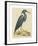 The Blue Heron-Mark Catesby-Framed Premium Giclee Print