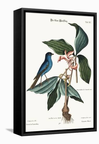 The Blue Linnet, 1749-73-Mark Catesby-Framed Premier Image Canvas