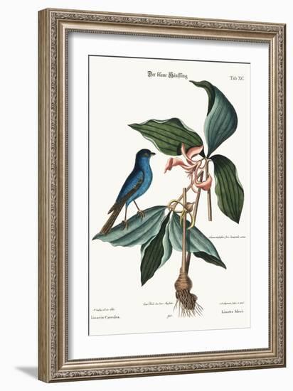 The Blue Linnet, 1749-73-Mark Catesby-Framed Giclee Print