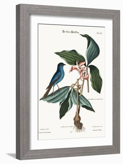 The Blue Linnet, 1749-73-Mark Catesby-Framed Giclee Print