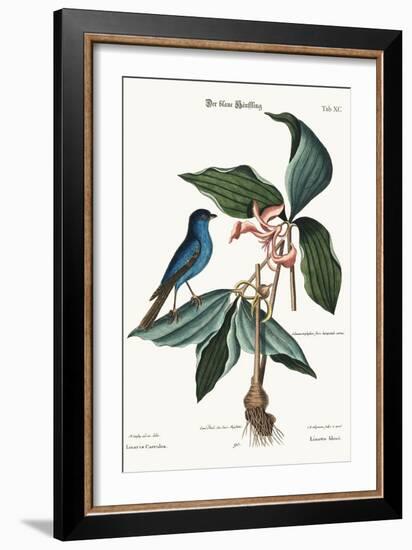 The Blue Linnet, 1749-73-Mark Catesby-Framed Giclee Print