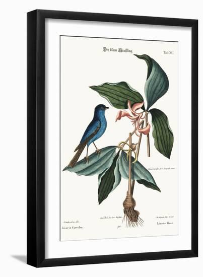 The Blue Linnet, 1749-73-Mark Catesby-Framed Giclee Print