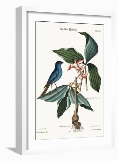 The Blue Linnet, 1749-73-Mark Catesby-Framed Giclee Print