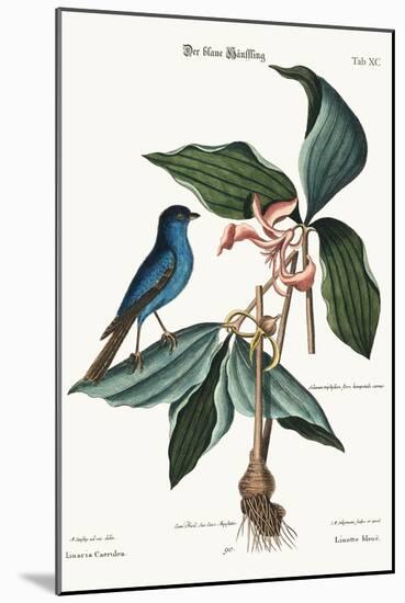 The Blue Linnet, 1749-73-Mark Catesby-Mounted Giclee Print