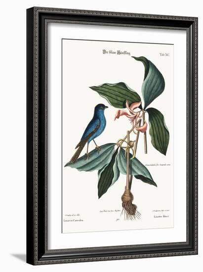 The Blue Linnet, 1749-73-Mark Catesby-Framed Giclee Print