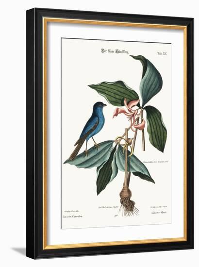 The Blue Linnet, 1749-73-Mark Catesby-Framed Giclee Print