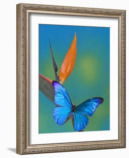 The Blue Morpho on Bird of Paradise-Darrell Gulin-Framed Photographic Print