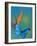 The Blue Morpho on Bird of Paradise-Darrell Gulin-Framed Photographic Print