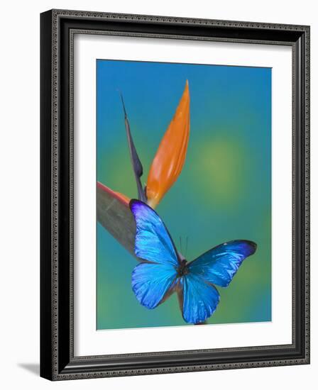 The Blue Morpho on Bird of Paradise-Darrell Gulin-Framed Photographic Print