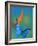 The Blue Morpho on Bird of Paradise-Darrell Gulin-Framed Photographic Print