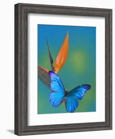 The Blue Morpho on Bird of Paradise-Darrell Gulin-Framed Photographic Print