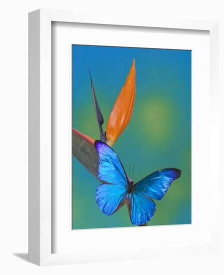 The Blue Morpho on Bird of Paradise-Darrell Gulin-Framed Photographic Print