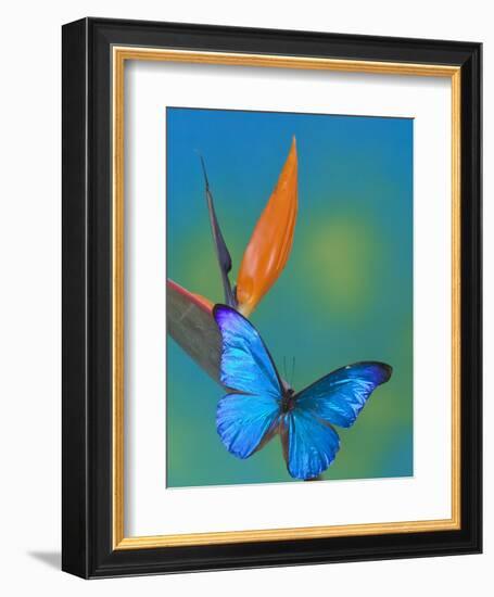 The Blue Morpho on Bird of Paradise-Darrell Gulin-Framed Photographic Print