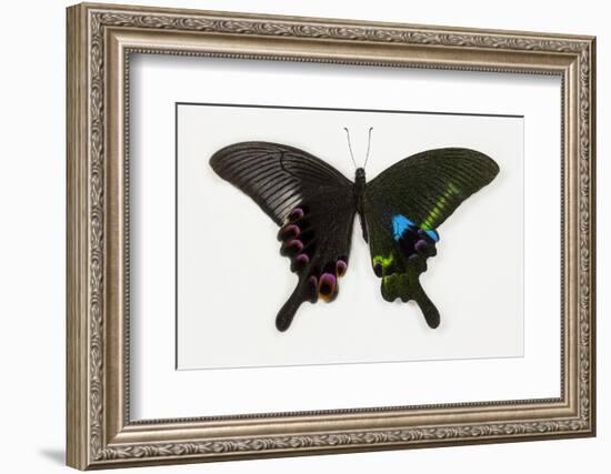 The Blue Peacock Swallowtail Butterfly, Top and Bottom Wing Comparison-Darrell Gulin-Framed Photographic Print