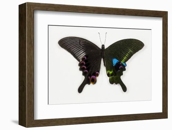 The Blue Peacock Swallowtail Butterfly, Top and Bottom Wing Comparison-Darrell Gulin-Framed Photographic Print