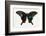 The Blue Peacock Swallowtail Butterfly, Top and Bottom Wing Comparison-Darrell Gulin-Framed Photographic Print